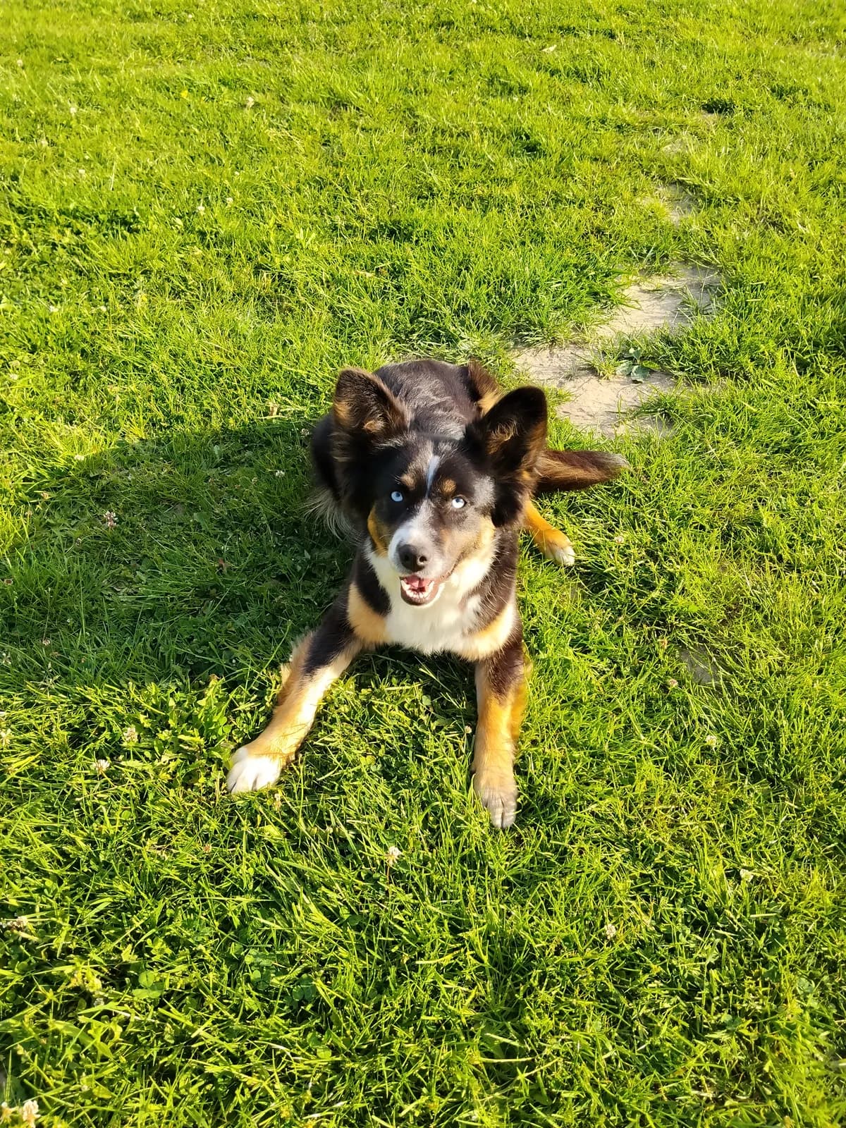 Delicja, female young Mixed Breed for adoption at Schronisko Orzechowce