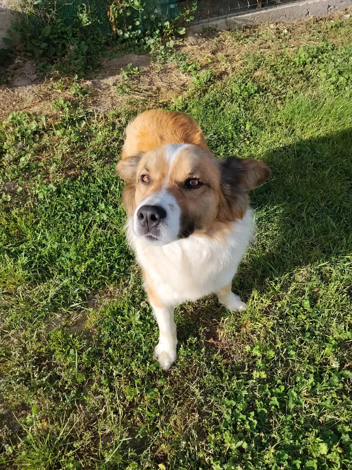 Wafel, male young Mixed Breed for adoption at Schronisko Orzechowce