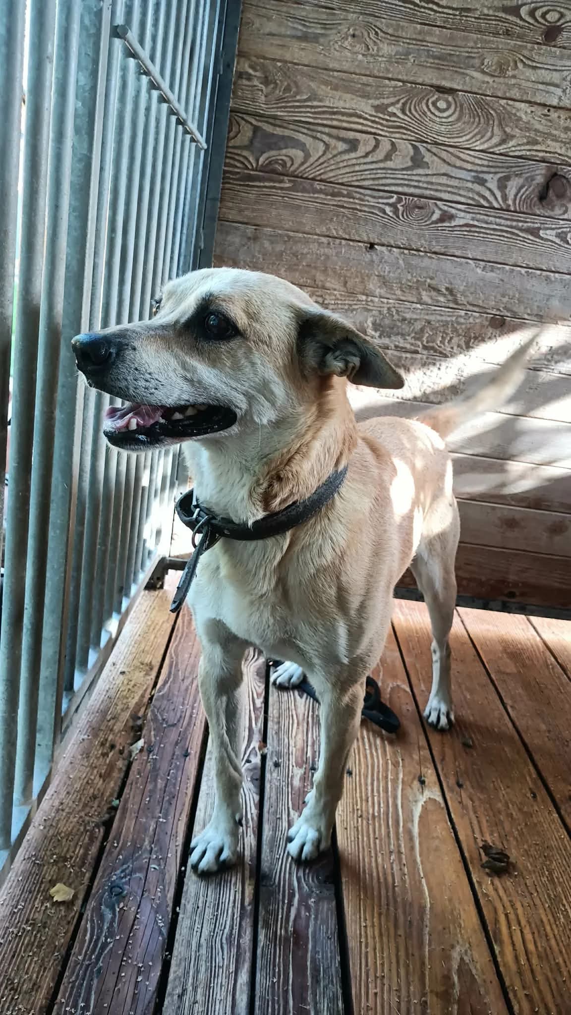 Hans, male 4yo Mixed Breed for adoption at Schronisko Orzechowce