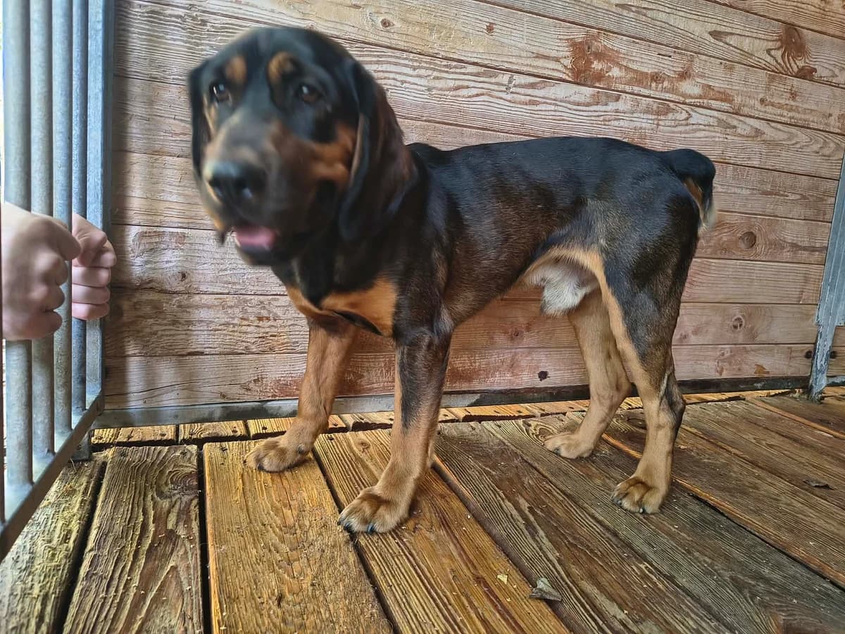 Otello, male young Mixed Breed for adoption at Schronisko Orzechowce