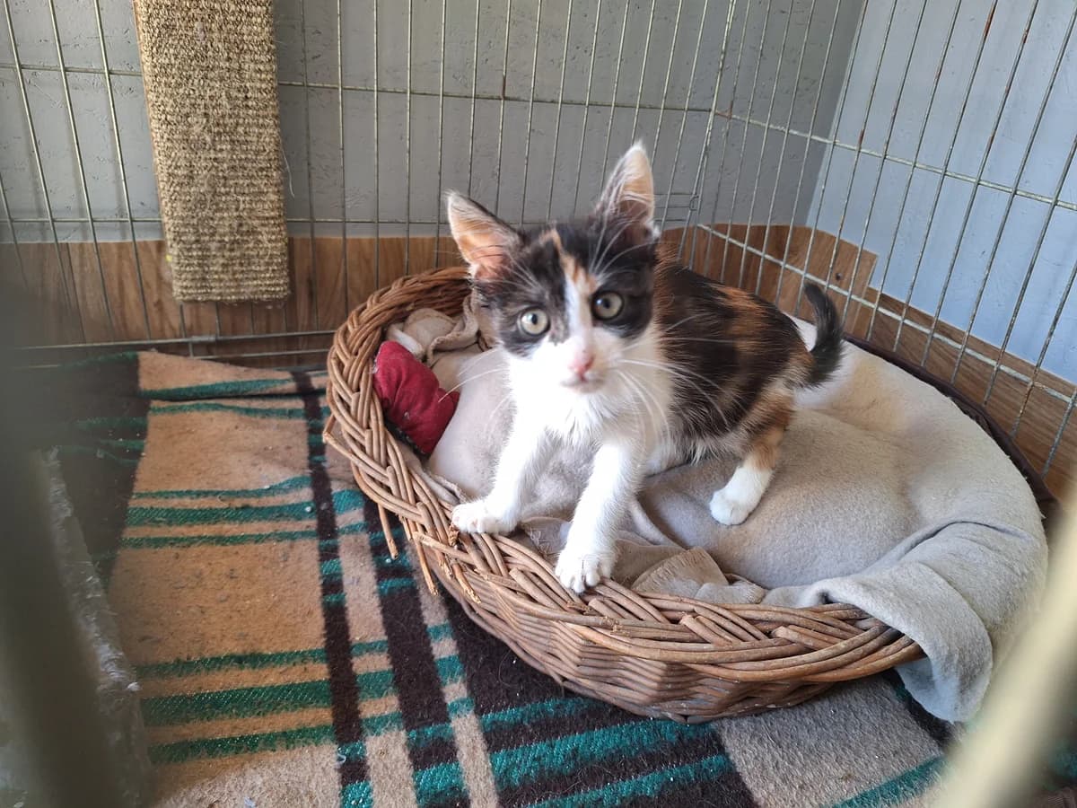 Cinderella, female puppy Mixed Breed for adoption at Schronisko Orzechowce