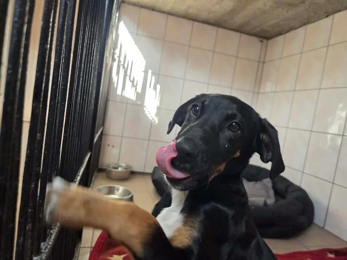 Cooper, male puppy Mixed Breed for adoption at Schronisko Orzechowce