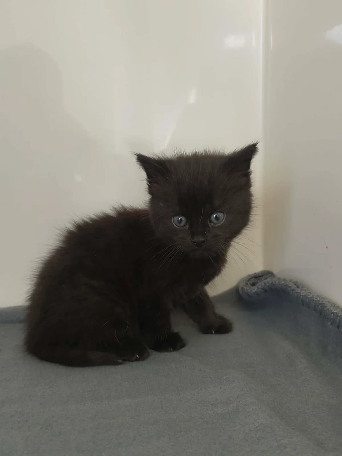 Rumi, female puppy Mixed Breed for adoption at Schronisko Orzechowce