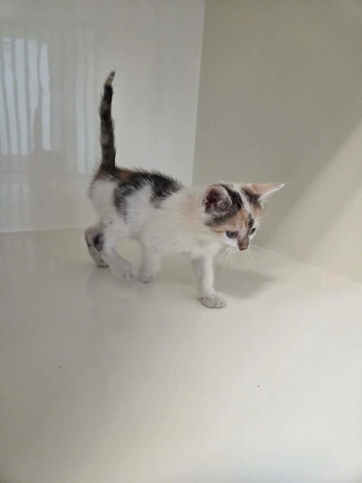 Malinka, female puppy Mixed Breed for adoption at Schronisko Orzechowce