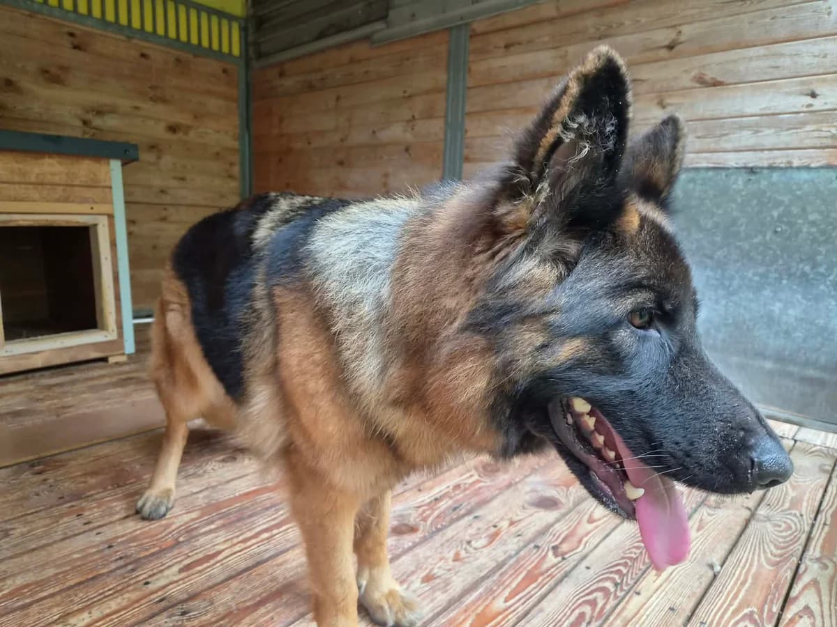 Iskra, female puppy Mixed Breed for adoption at Schronisko Orzechowce