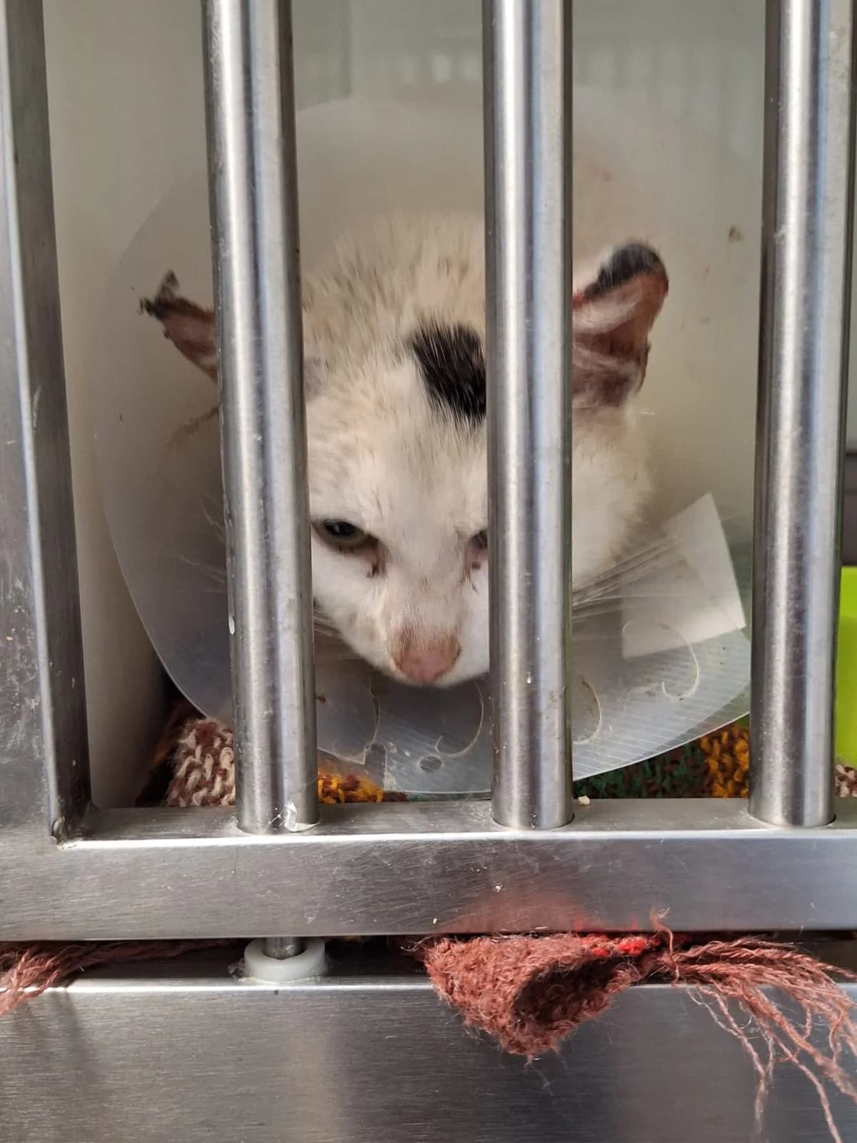 Karina, female Mixed Breed for adoption at Schronisko Orzechowce