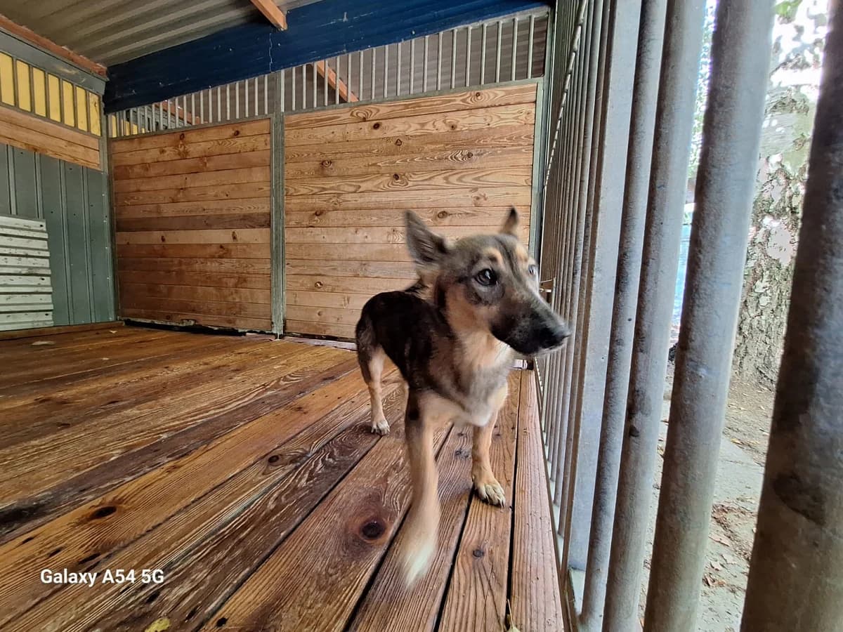 Sonia, female young Mixed Breed for adoption at Schronisko Orzechowce