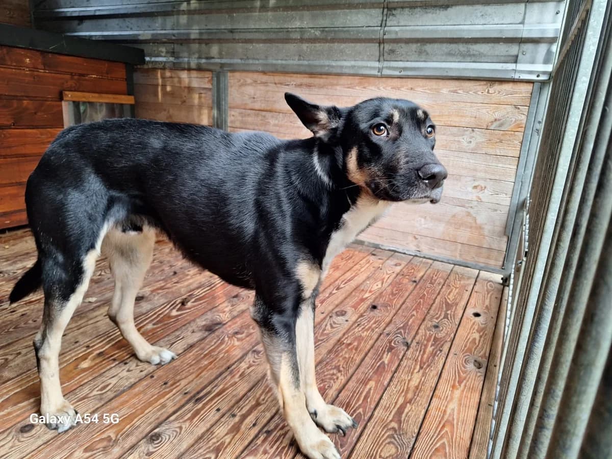 Zorro, male puppy Mixed Breed for adoption at Schronisko Orzechowce