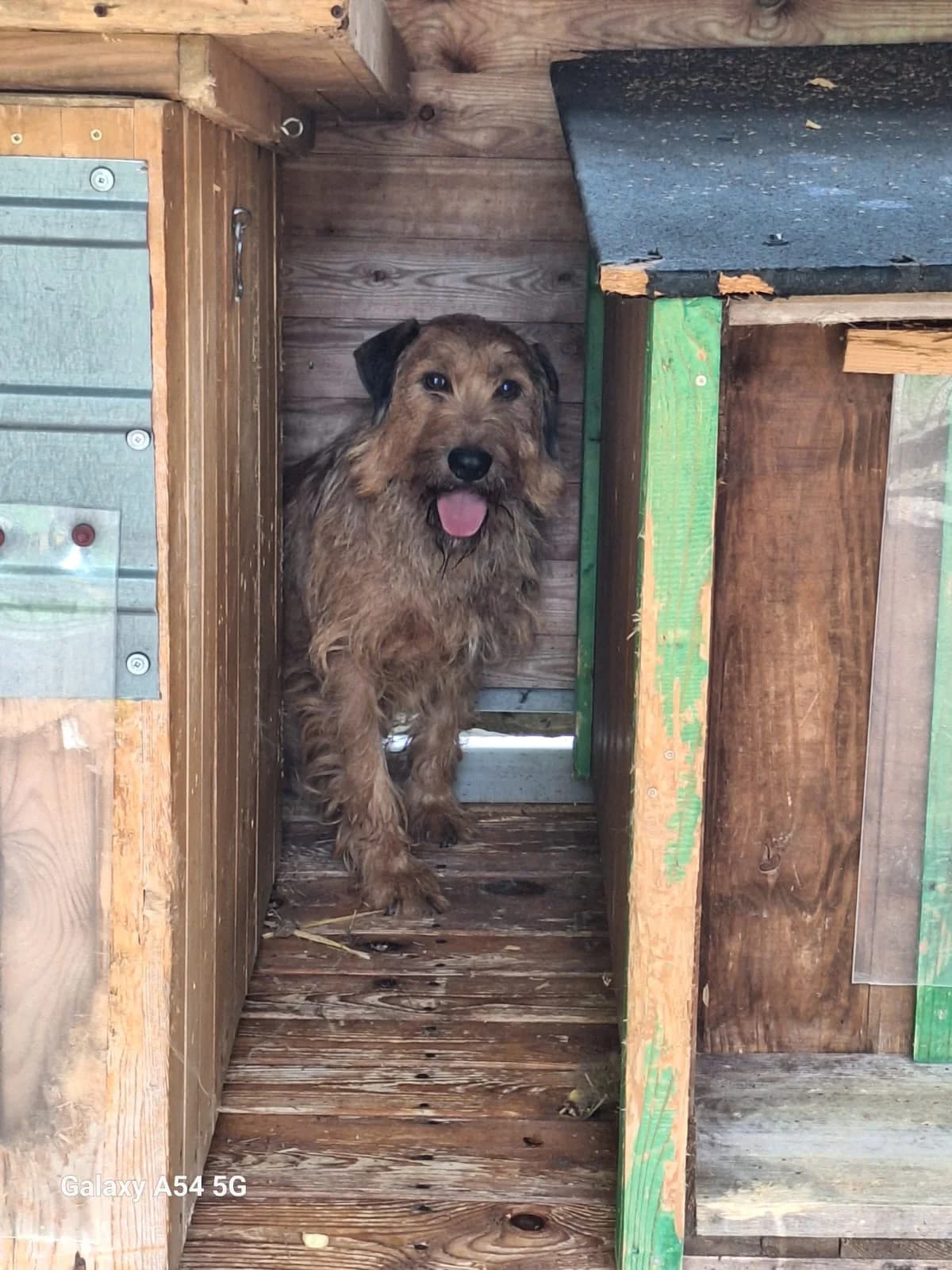 Bandzior, male young Mixed Breed for adoption at Schronisko Orzechowce
