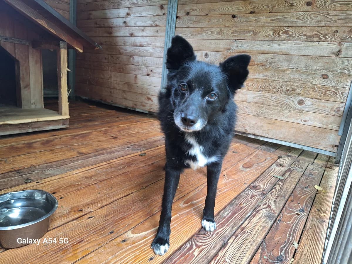 Azor, male young Mixed Breed for adoption at Schronisko Orzechowce