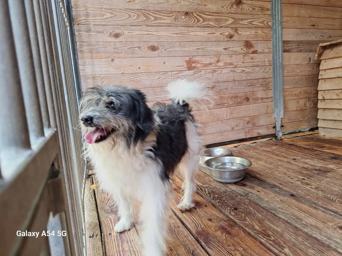 Misiek, male puppy Mixed Breed for adoption at Schronisko Orzechowce