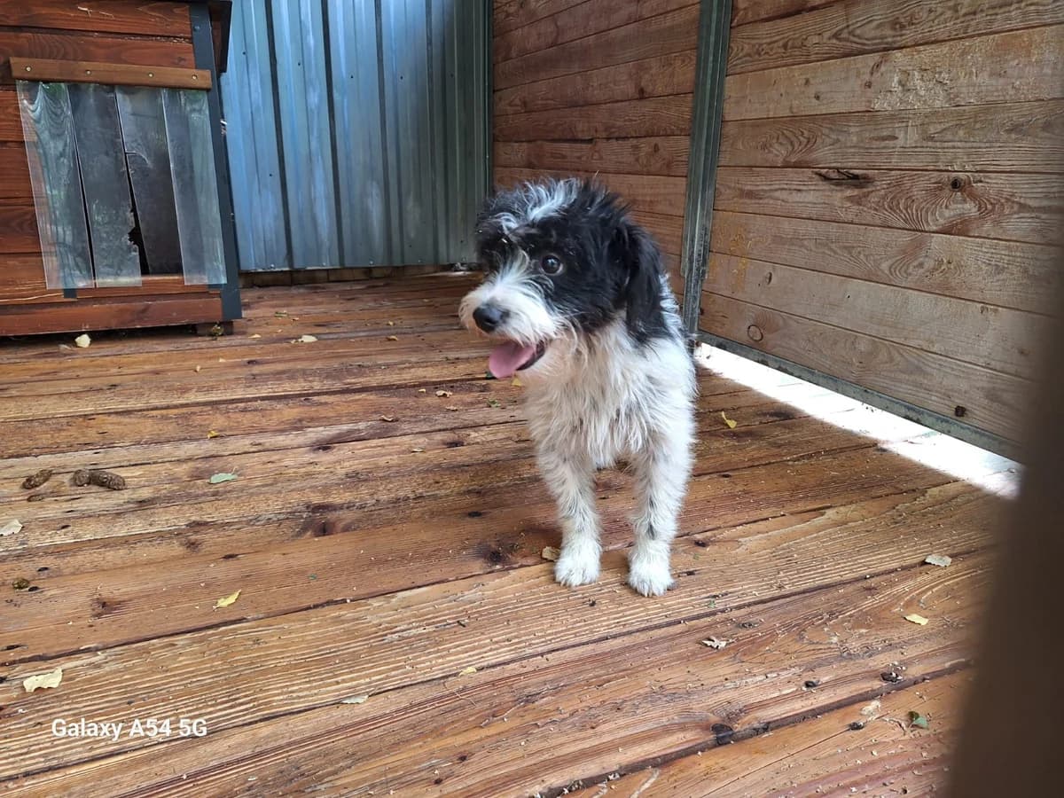 Pusia, female senior Mixed Breed for adoption at Schronisko Orzechowce