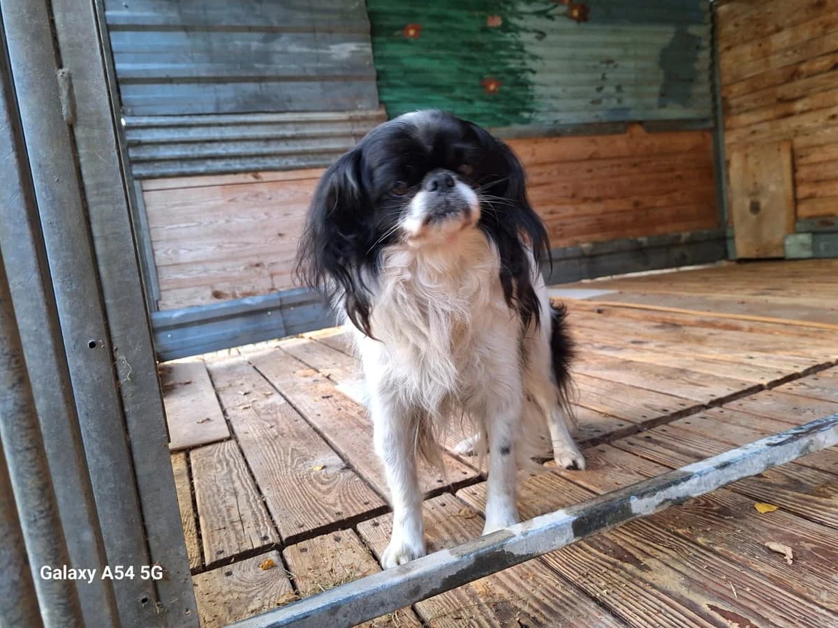 Angelo, young Mixed Breed for adoption at Schronisko Orzechowce
