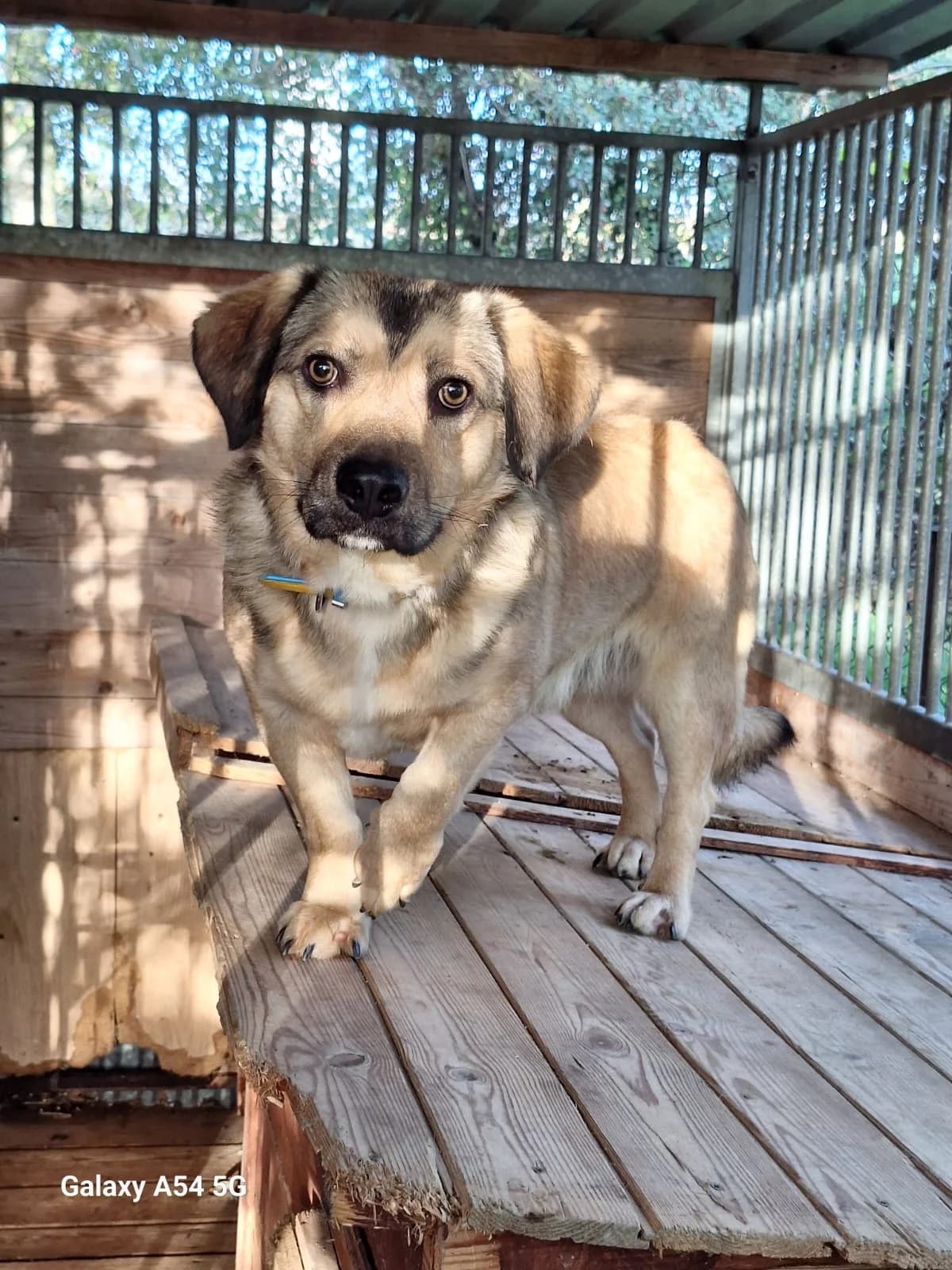 Apollo, male young Mixed Breed for adoption at Schronisko Orzechowce