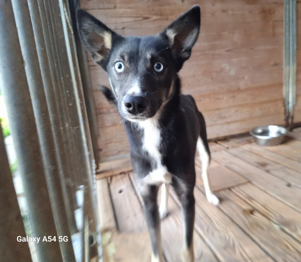 Isabella, female young Mixed Breed for adoption at Schronisko Orzechowce