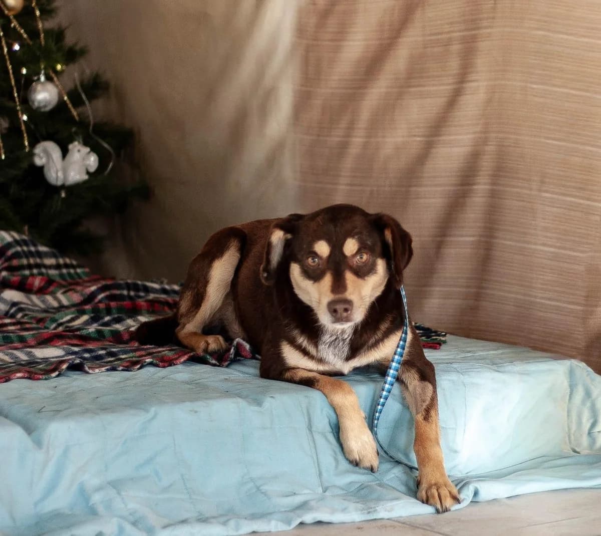 Garry, male 3yo Mixed Breed for adoption at Schronisko Orzechowce