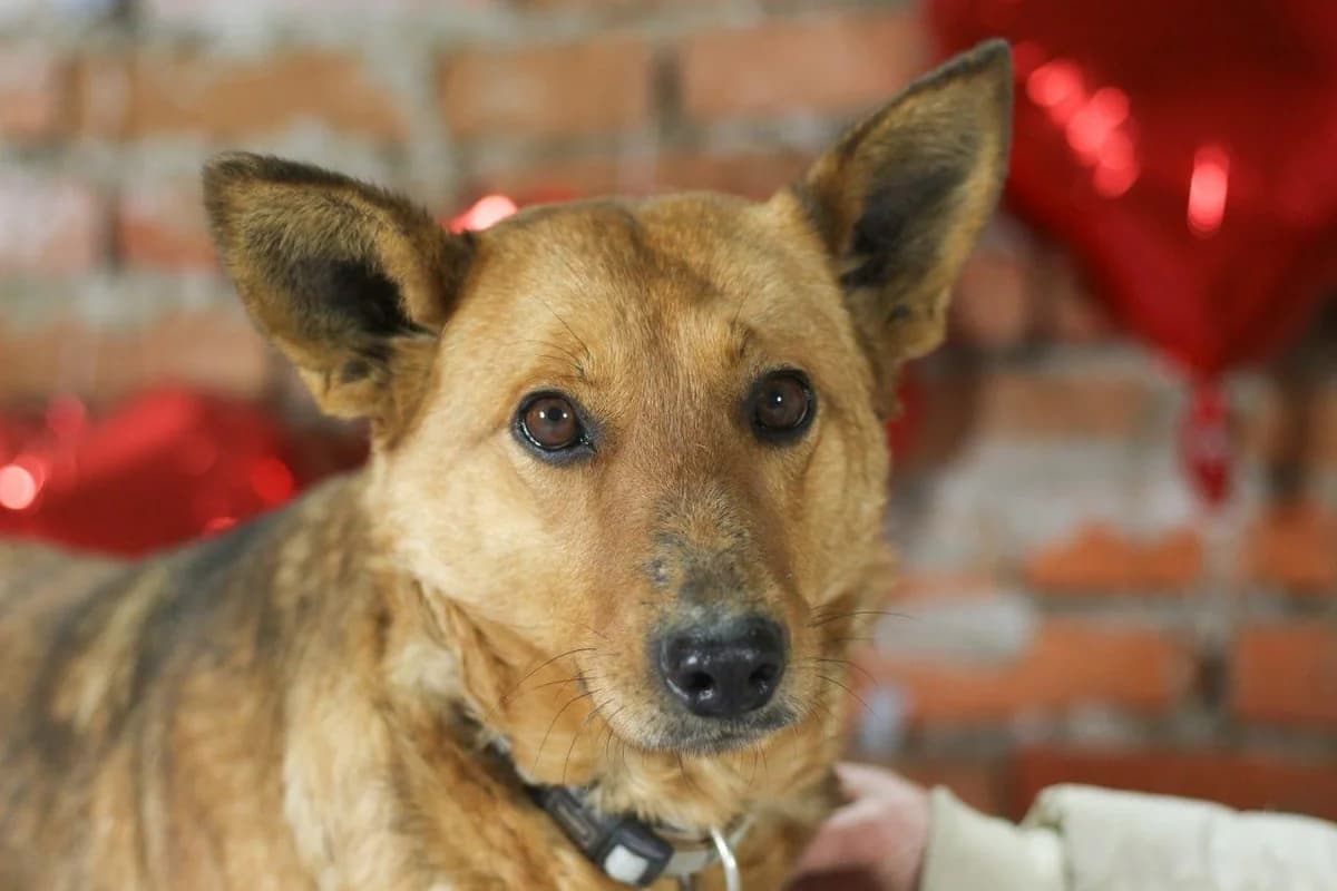 Belli, female 5yo Mixed Breed for adoption at Schronisko Orzechowce