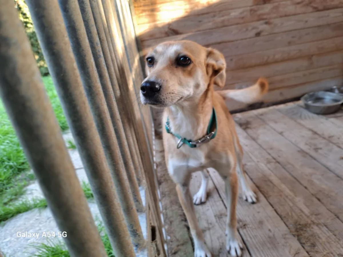 Kaya, female puppy Mixed Breed for adoption at Schronisko Orzechowce