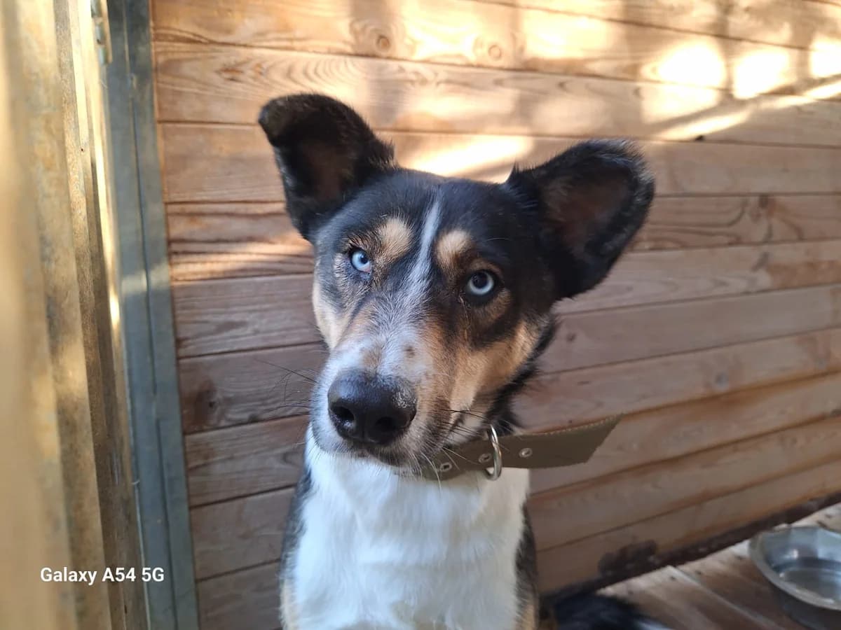 Vito, male puppy Mixed Breed for adoption at Schronisko Orzechowce