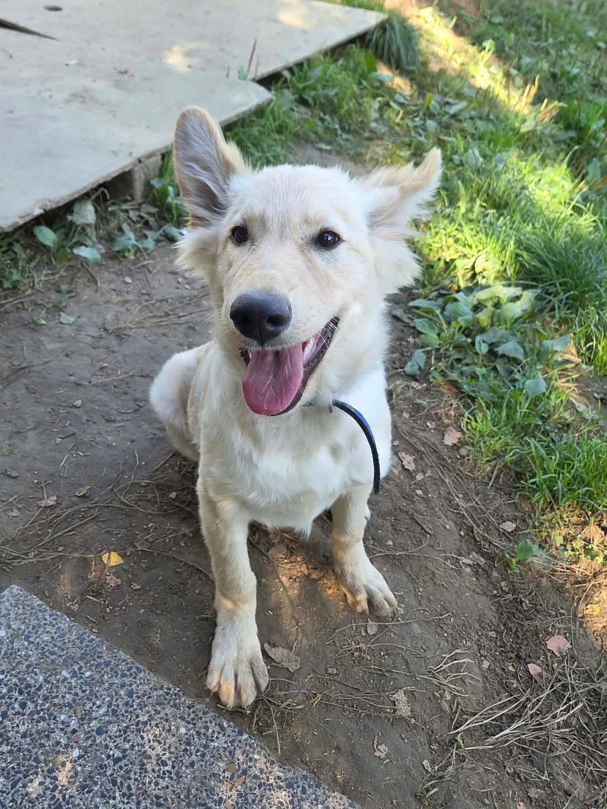 Loulou, female puppy Mixed Breed for adoption at Schronisko Orzechowce