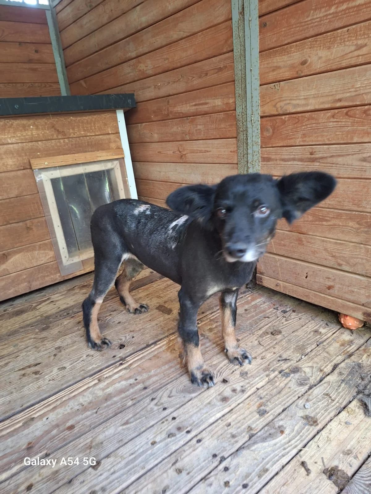 Poziomka, female senior Mixed Breed for adoption at Schronisko Orzechowce