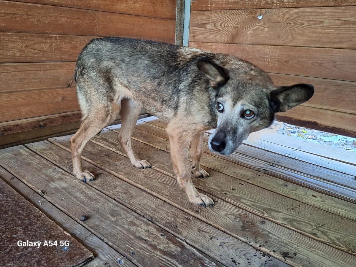 Pyza, female senior Mixed Breed for adoption at Schronisko Orzechowce