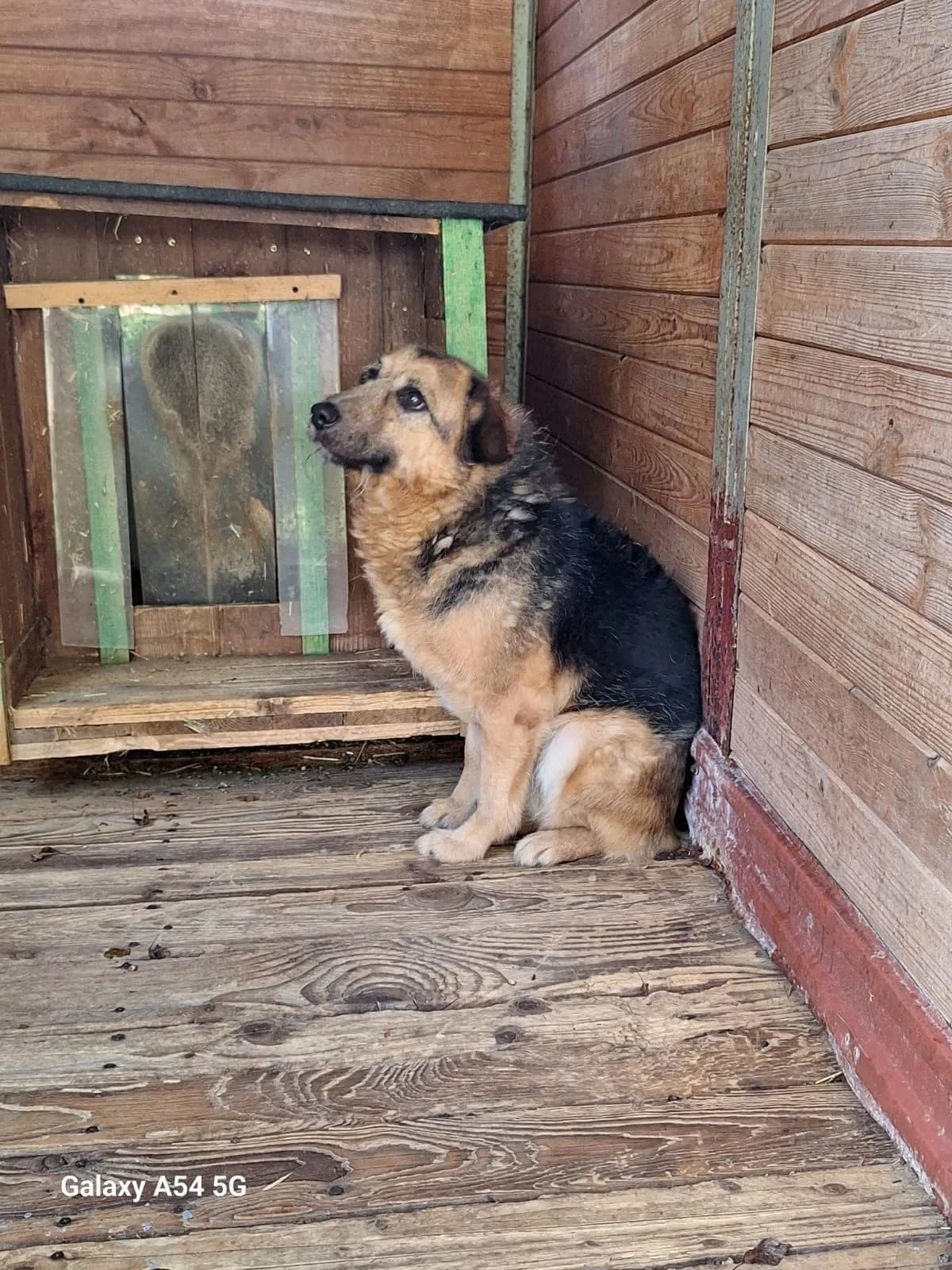 Pedro, male 7yo Mixed Breed for adoption at Schronisko Orzechowce