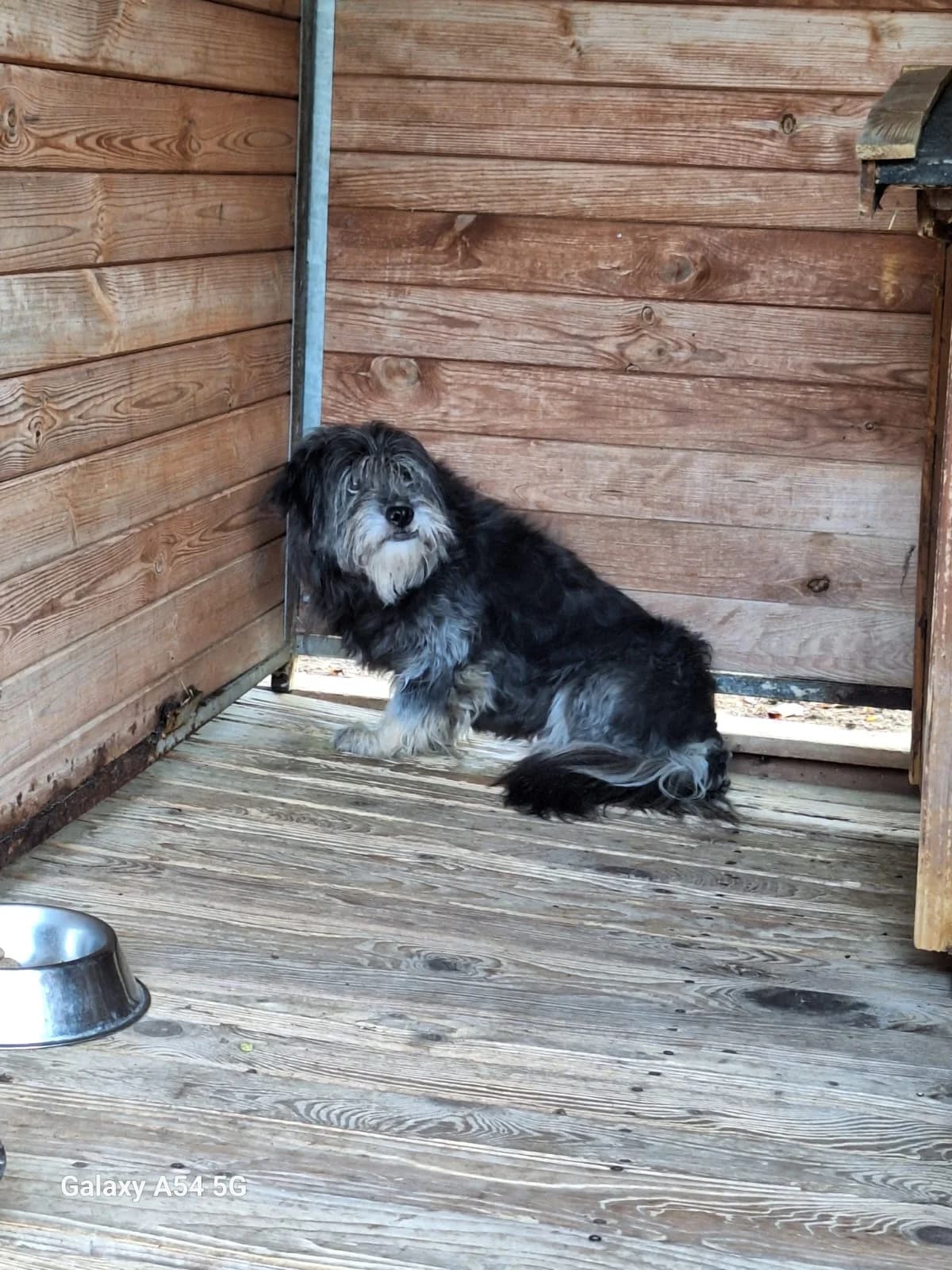 Pablo, male 4yo Mixed Breed for adoption at Schronisko Orzechowce
