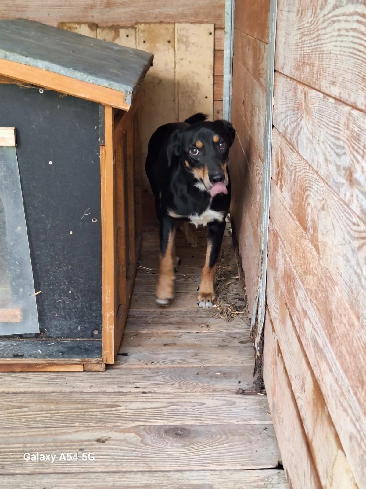 Alex, male young Mixed Breed for adoption at Schronisko Orzechowce