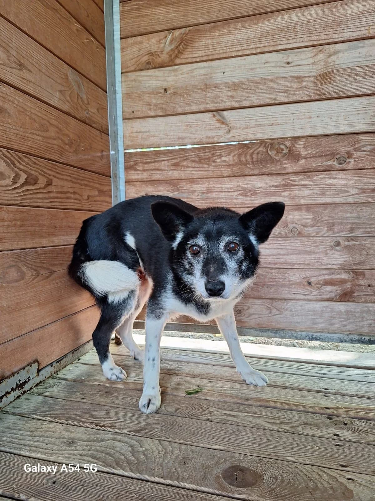 Panda, female senior Mixed Breed for adoption at Schronisko Orzechowce