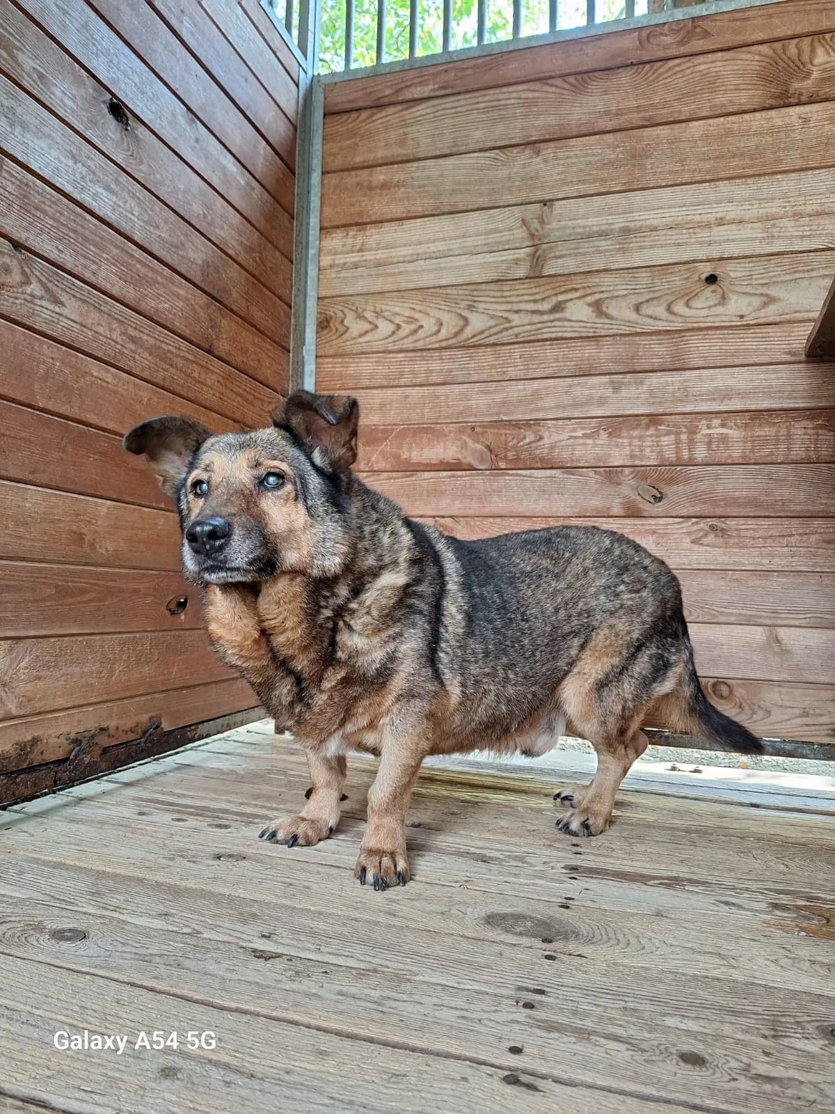 Pimpek, male senior Mixed Breed for adoption at Schronisko Orzechowce