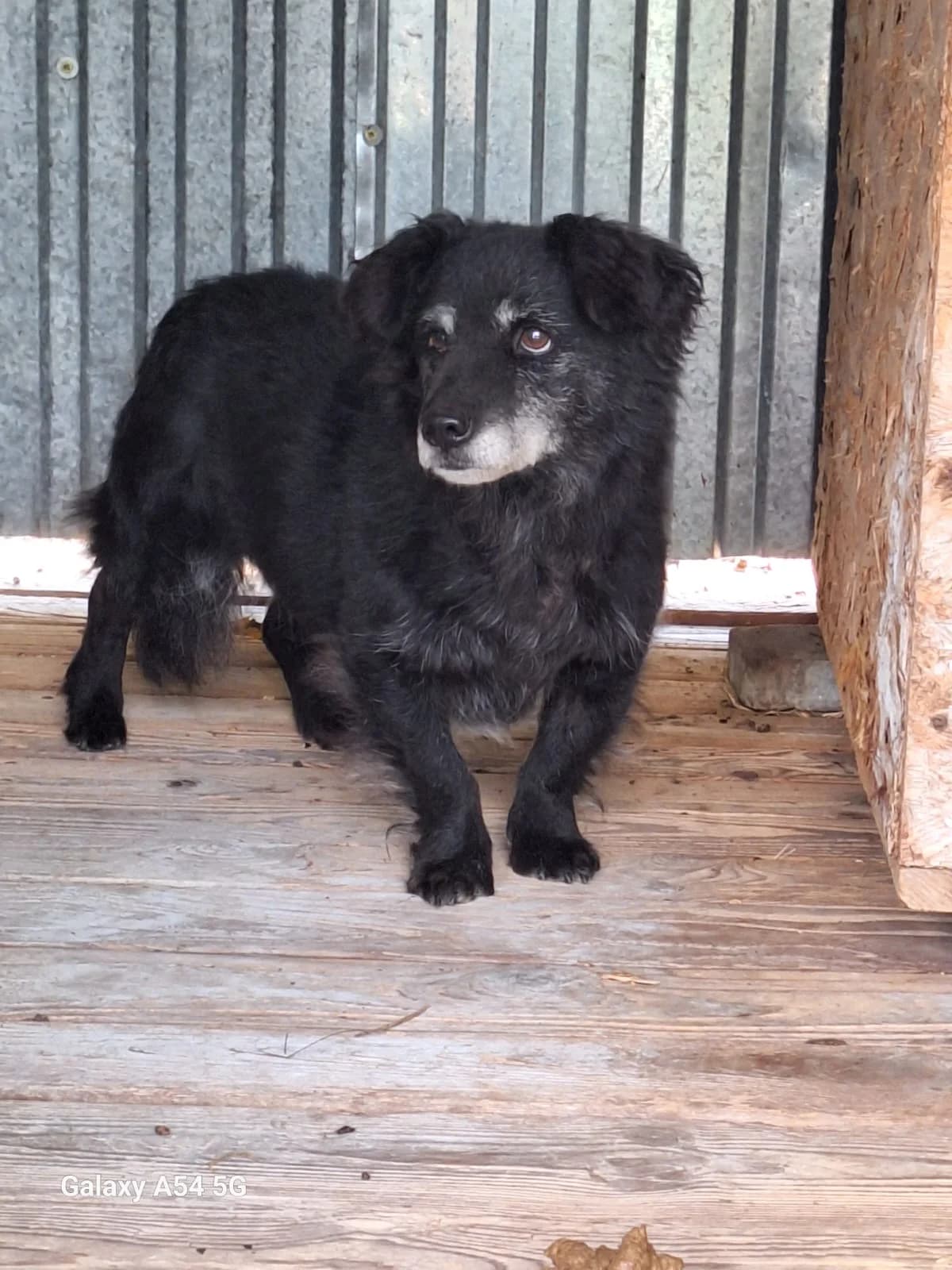 Petra, female senior Mixed Breed for adoption at Schronisko Orzechowce