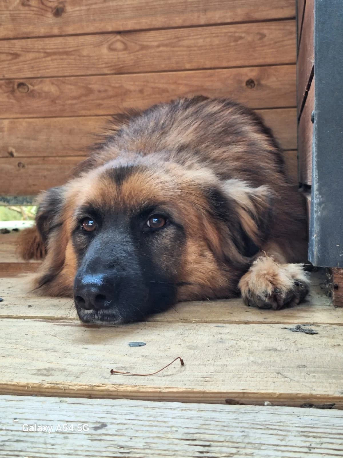 Apap, male 5yo Mixed Breed for adoption at Schronisko Orzechowce