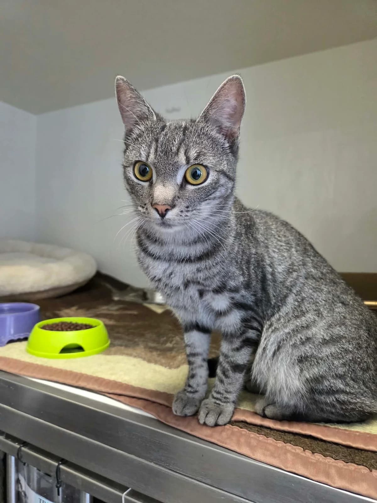 King, male young Mixed Breed for adoption at Schronisko Orzechowce