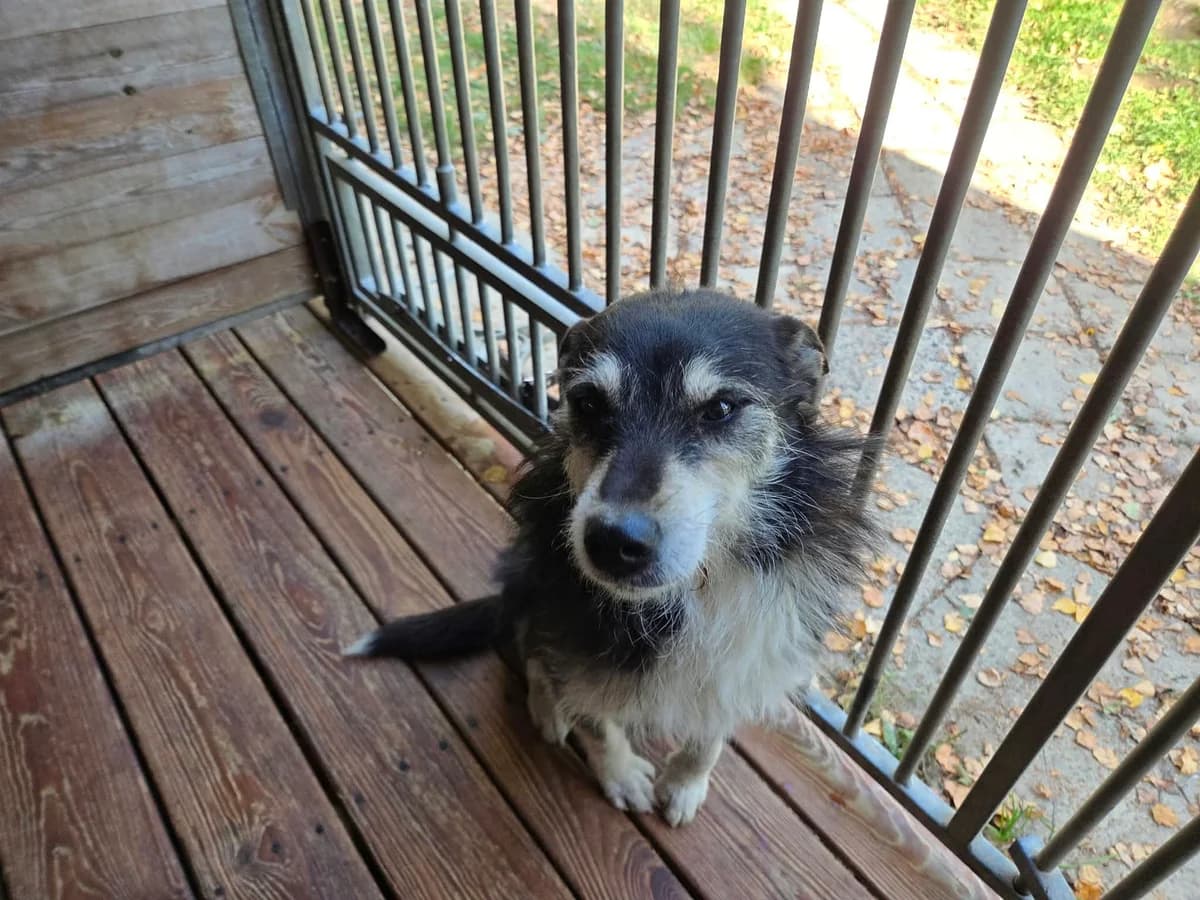 Riko, male 4yo Mixed Breed for adoption at Schronisko Orzechowce