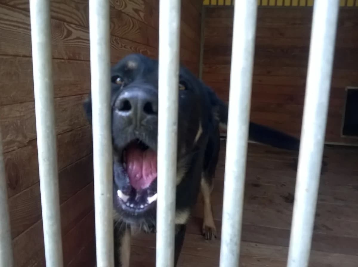 Malibu, male 5yo Mixed Breed for adoption at Schronisko Orzechowce