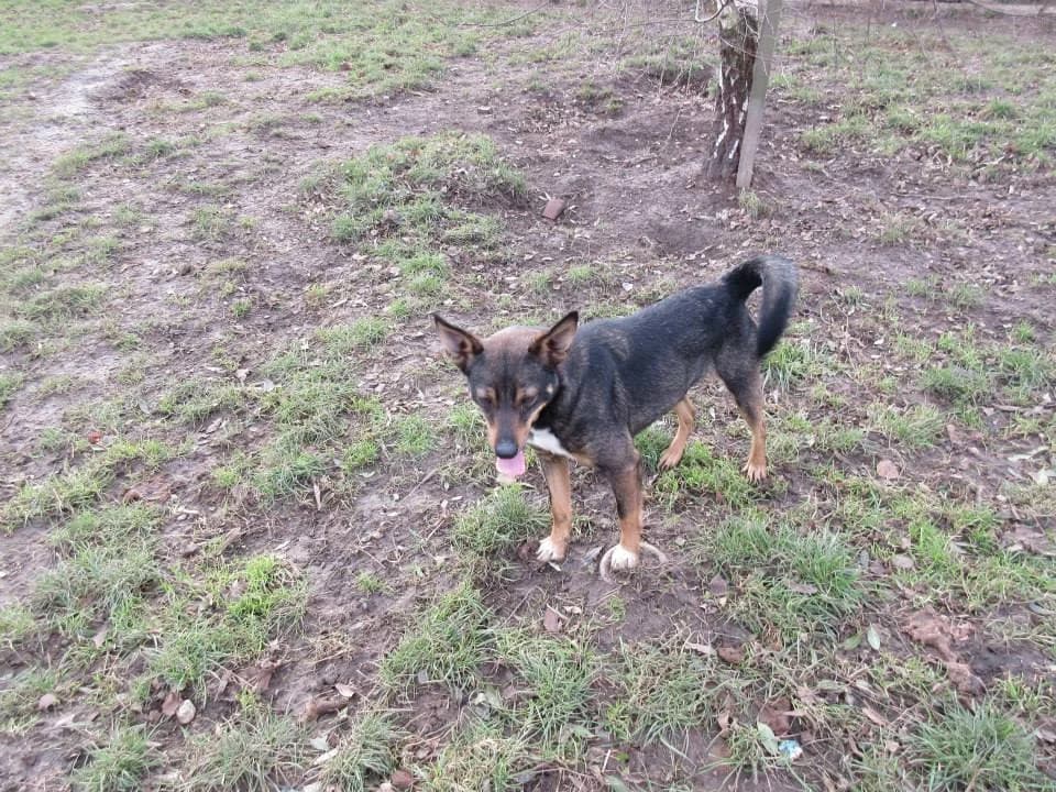 Finka, puppy Mixed Breed for adoption at Schronisko Orzechowce