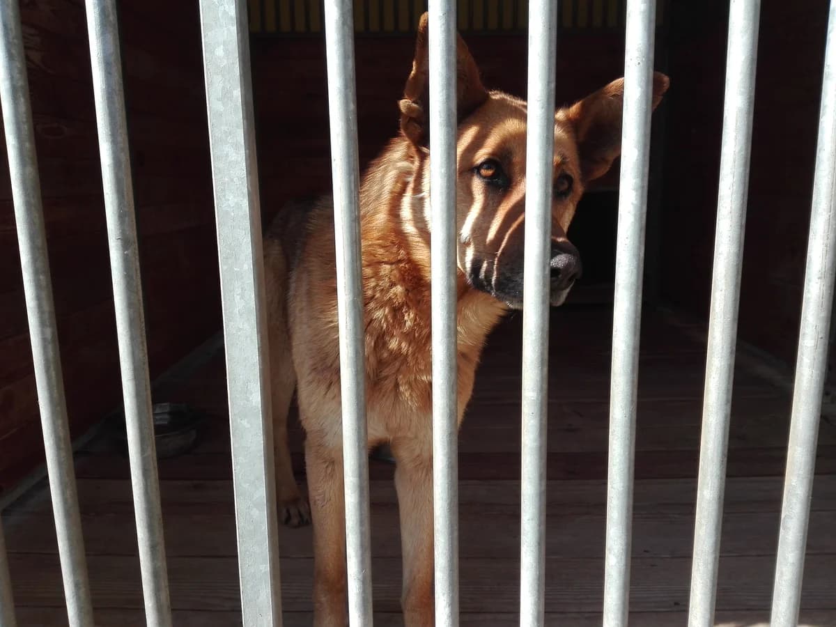 Ziomek, male young Mixed Breed for adoption at Schronisko Orzechowce