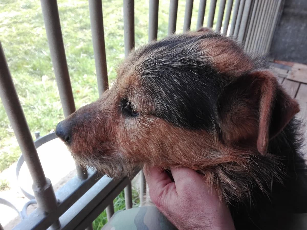 Primo, male 3yo Mixed Breed for adoption at Schronisko Orzechowce