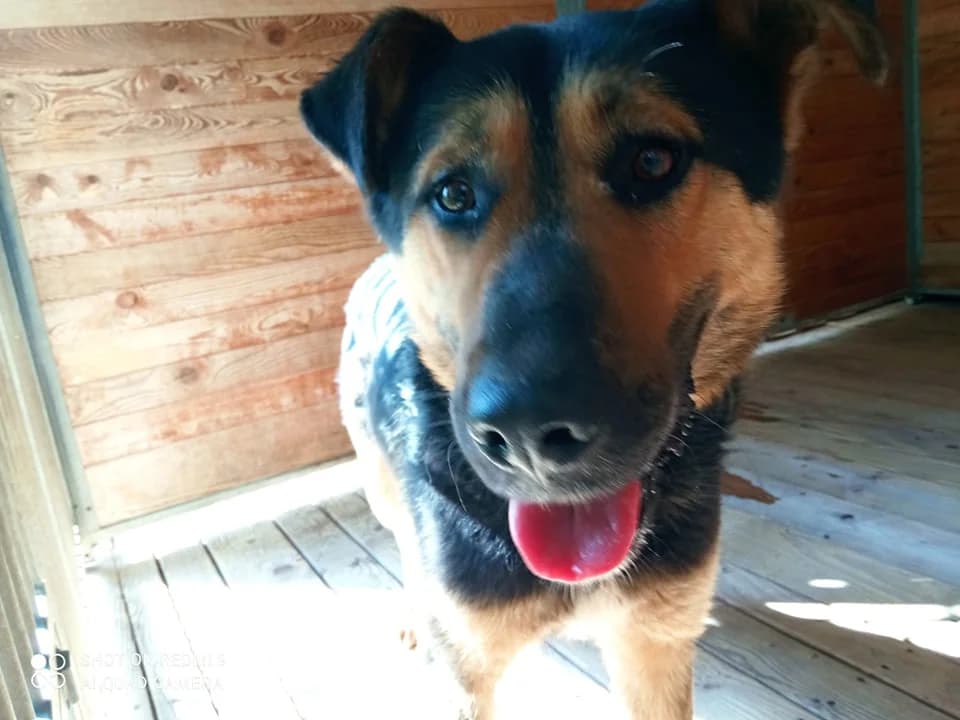 Hugo, male 5yo Mixed Breed for adoption at Schronisko Orzechowce