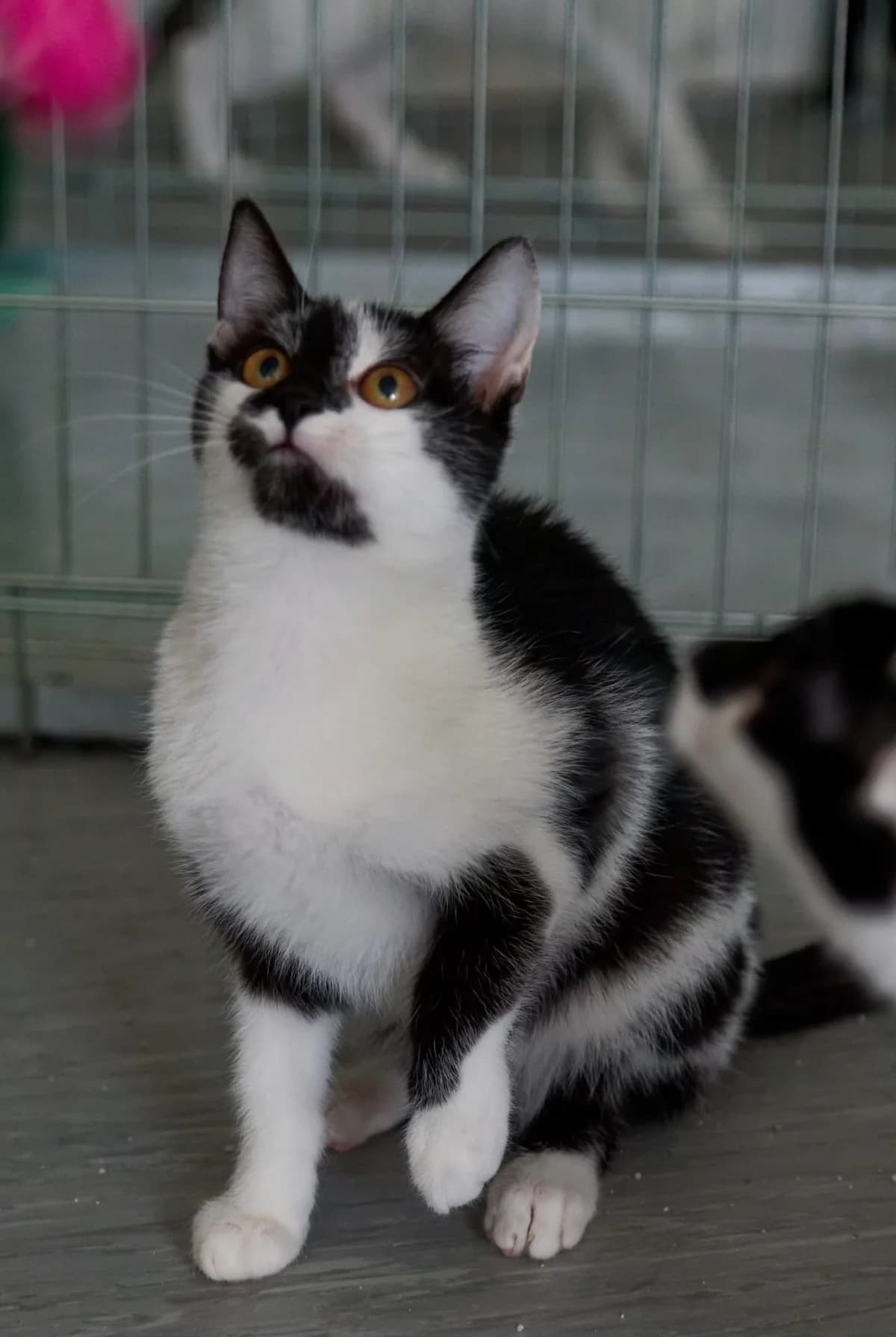 Euzebio, male Mixed Breed for adoption at Fundacja SOS dla Zwierząt