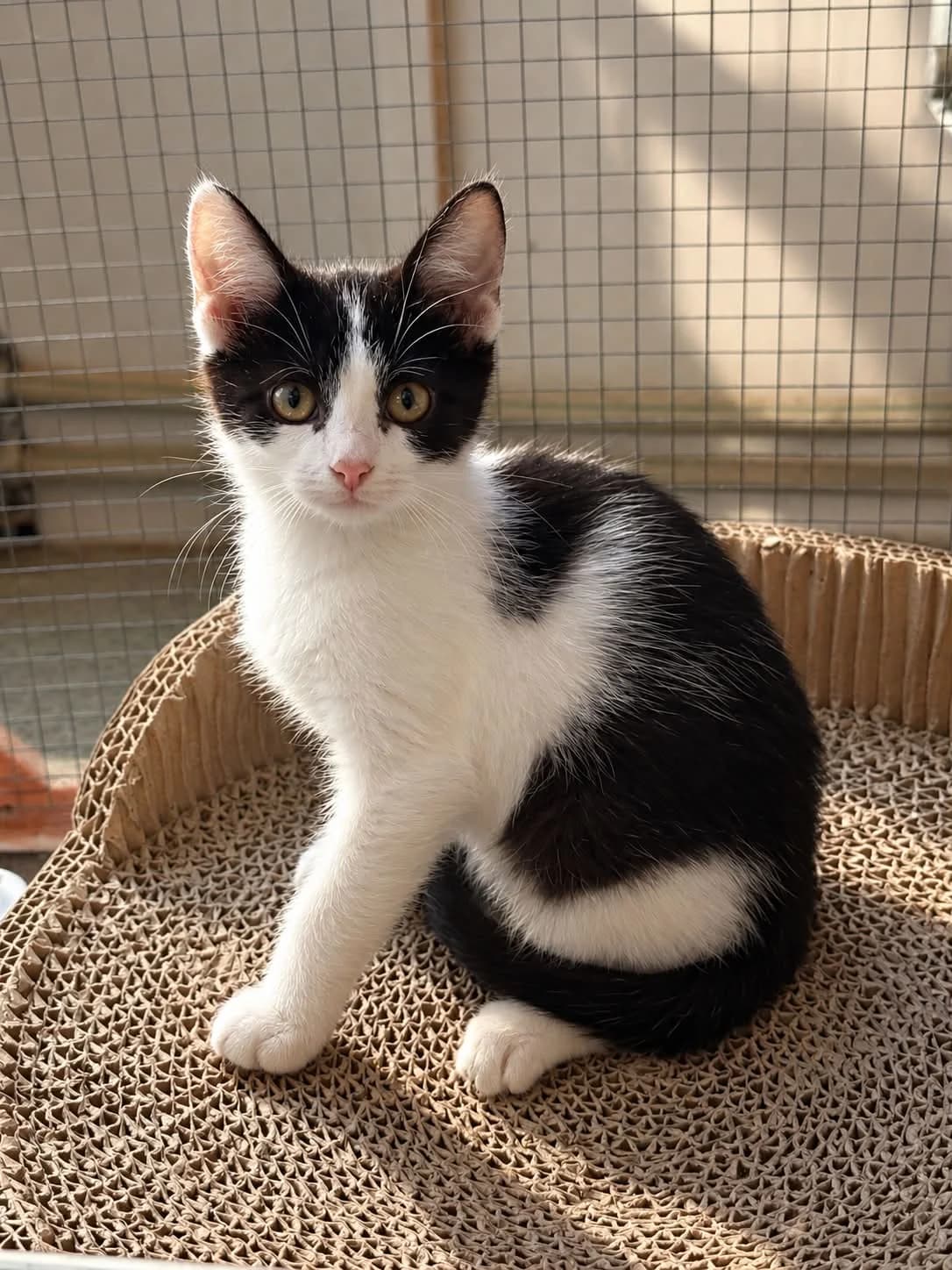 Kolba, female Mixed Breed for adoption at Fundacja SOS dla Zwierząt