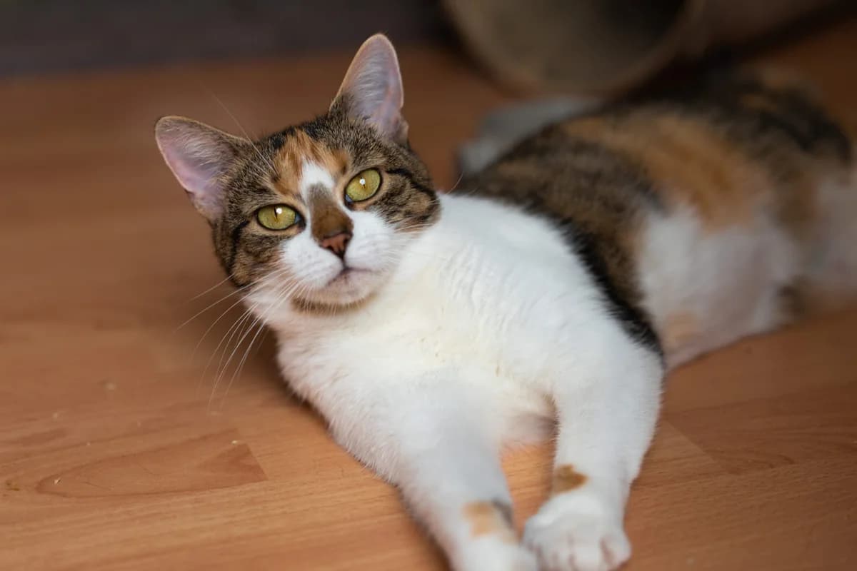 Balbinka, female Mixed Breed for adoption at Fundacja Stawiamy na Łapy