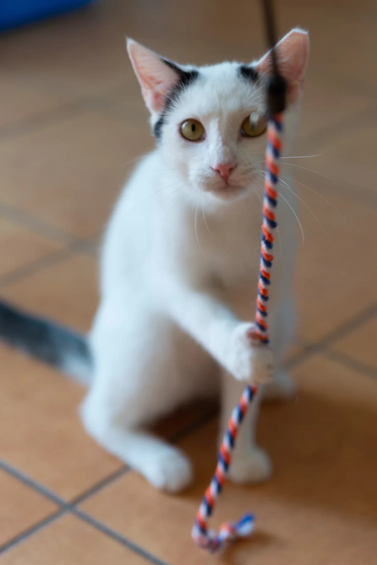 Dziewann, male Mixed Breed for adoption at Fundacja Stawiamy na Łapy
