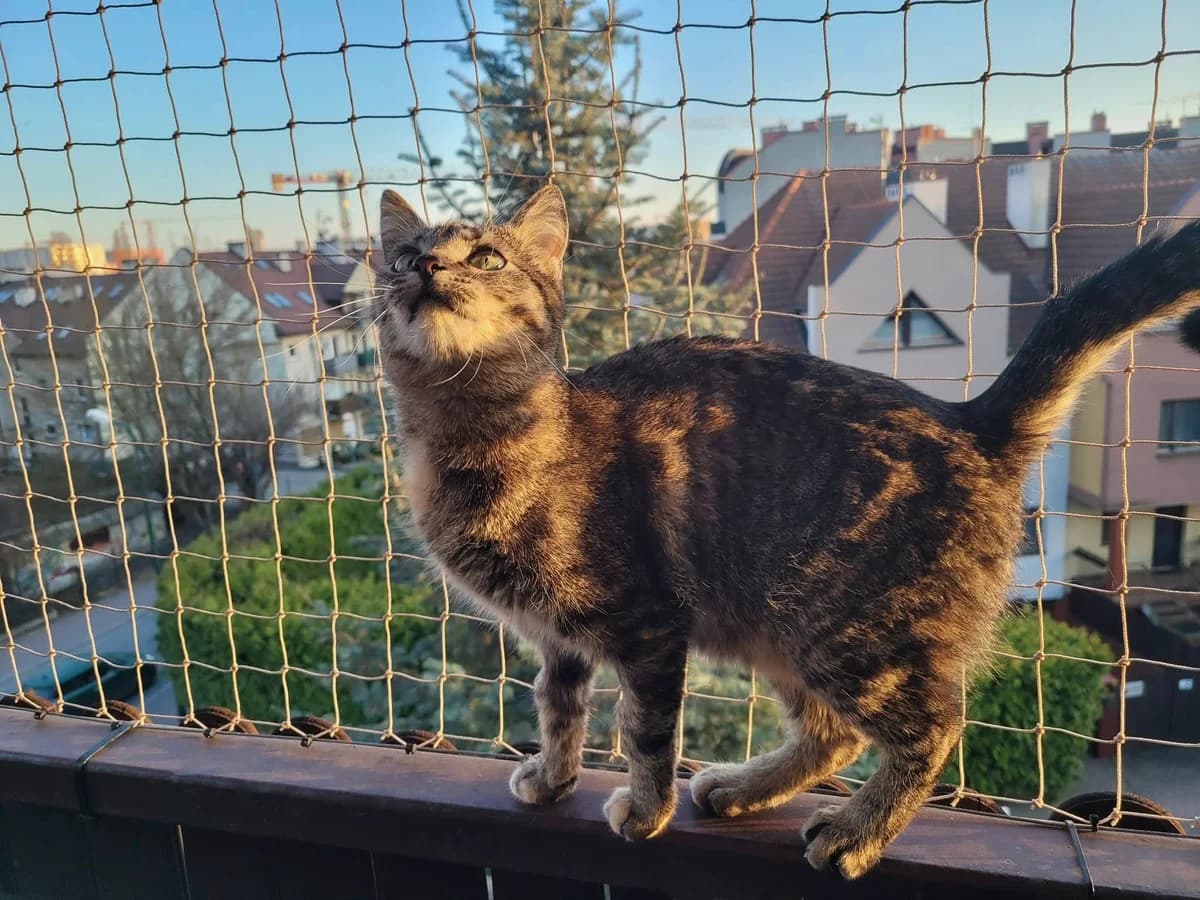 Fanfara, female Mixed Breed for adoption at Fundacja Stawiamy na Łapy
