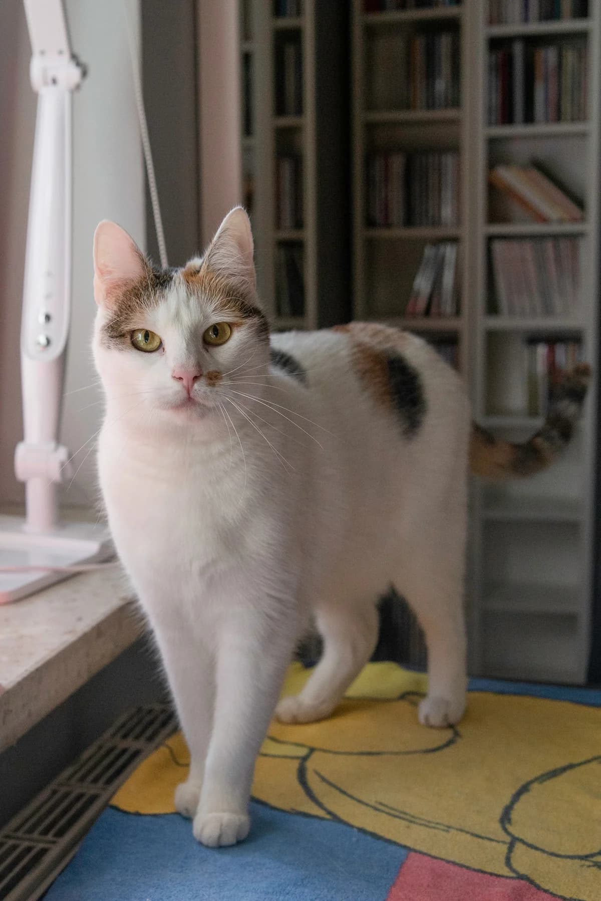 Karmelkowa, female Mixed Breed for adoption at Fundacja Stawiamy na Łapy