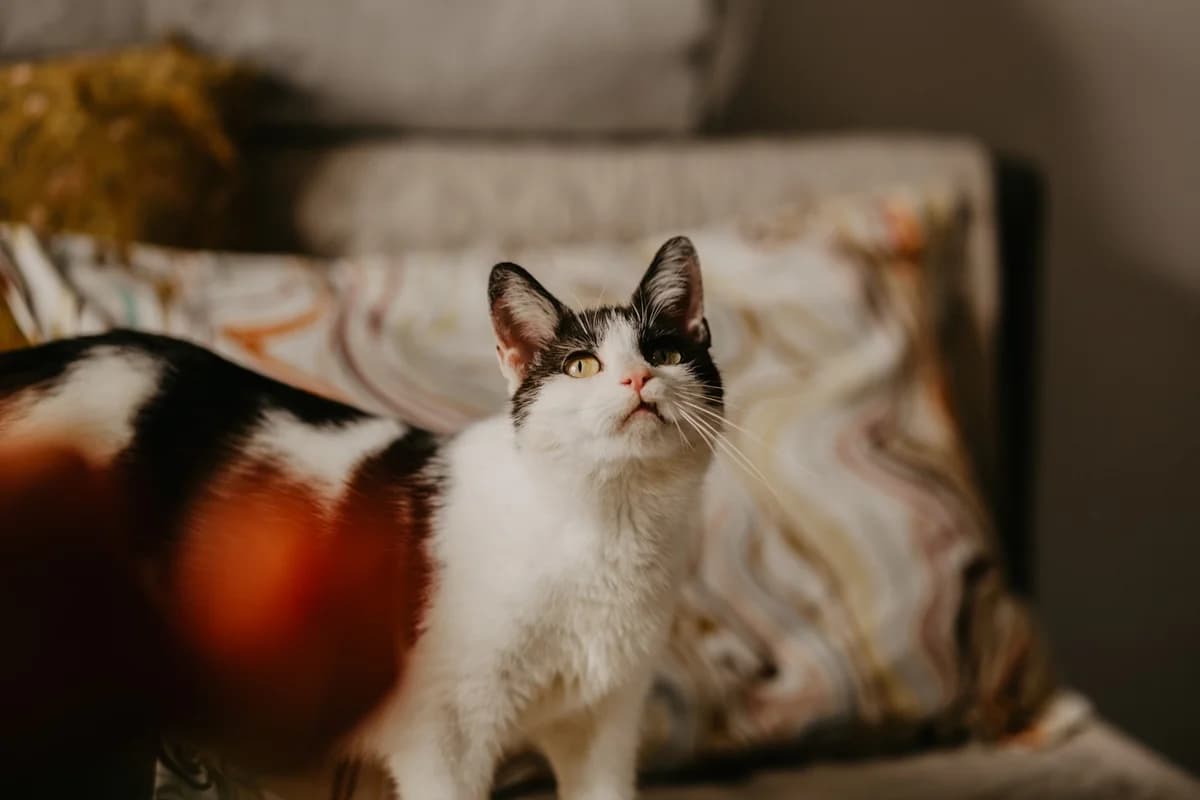 Kluska, female Mixed Breed for adoption at Fundacja Stawiamy na Łapy