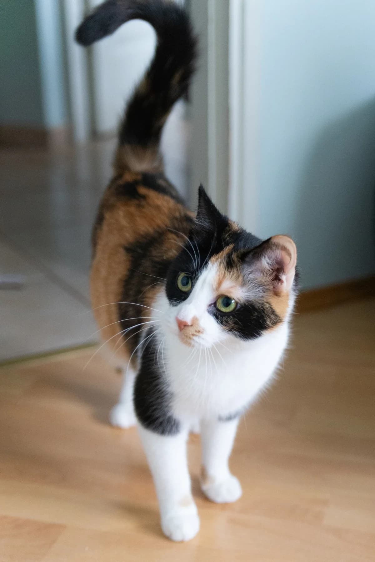 Kotwica (i Kawka), female Mixed Breed for adoption at Fundacja Stawiamy na Łapy