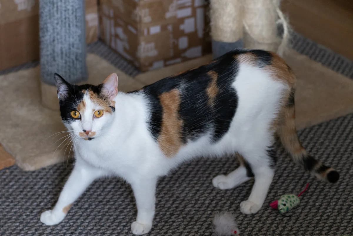 Krówka (i Tesia), female Mixed Breed for adoption at Fundacja Stawiamy na Łapy