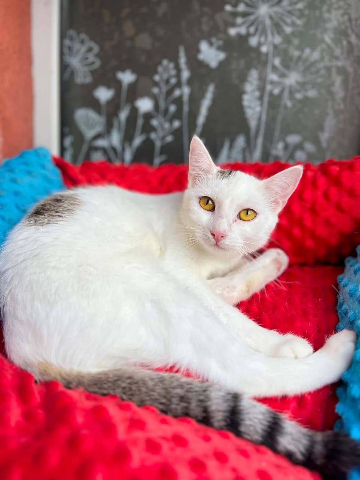 Malina (i Migdał), female Mixed Breed for adoption at Fundacja Stawiamy na Łapy